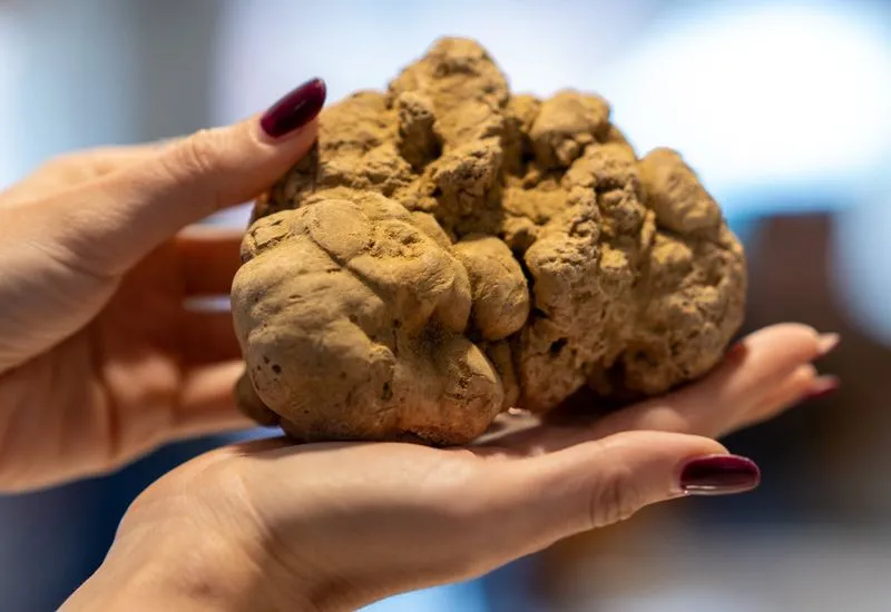 EVENTI – Tutto pronto per la Fiera Internazionale del Tartufo d’Alba
