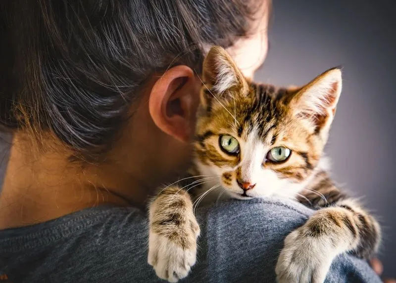 PET - I gatti ci riconoscono dall'odore