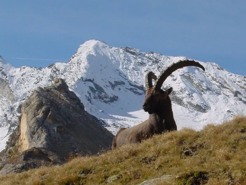 GRAN PARADISO - Un piccolo gesto per un Gran Paradiso: si può donare il 5x1000 al Parco