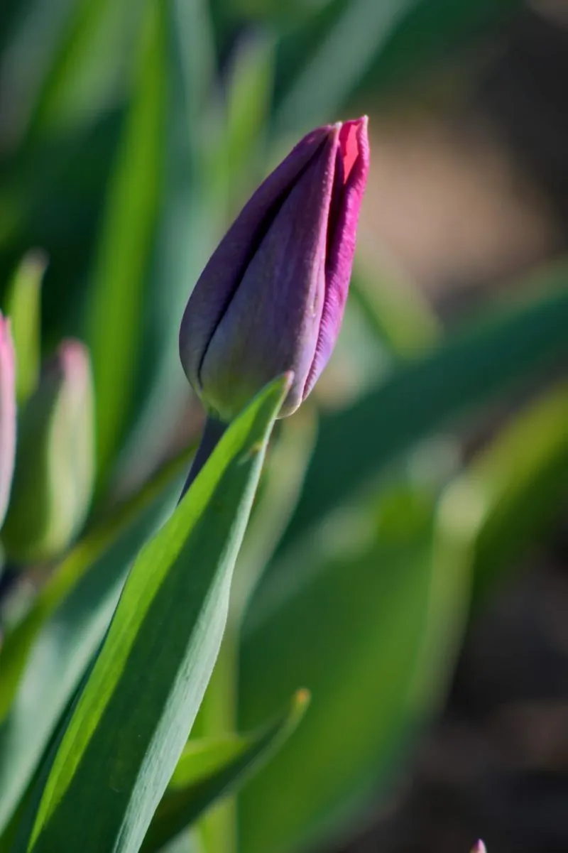 GRUGLIASCO - Tutto pronto per l'apertura del campo di tulipani: TUTTE LE INFORMAZIONI UTILI - FOTO