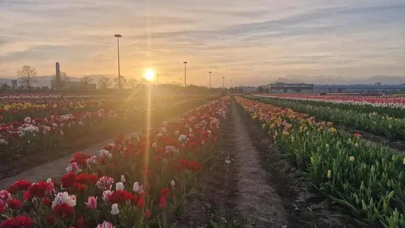 GRUGLIASCO - Tutto pronto per l'apertura del campo di tulipani: TUTTE LE INFORMAZIONI UTILI - FOTO