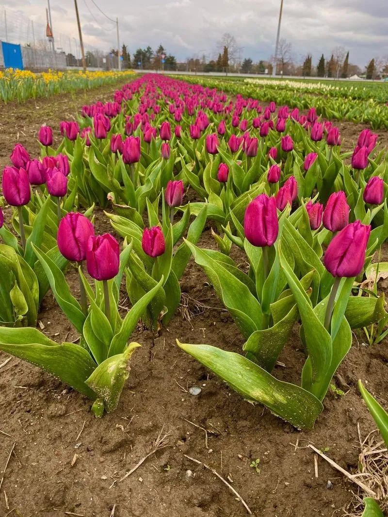 GRUGLIASCO - Tutto pronto per l'apertura del campo di tulipani: TUTTE LE INFORMAZIONI UTILI - FOTO