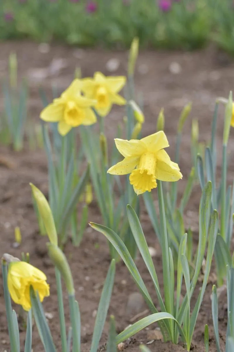 GRUGLIASCO - Tutto pronto per l'apertura del campo di tulipani: TUTTE LE INFORMAZIONI UTILI - FOTO