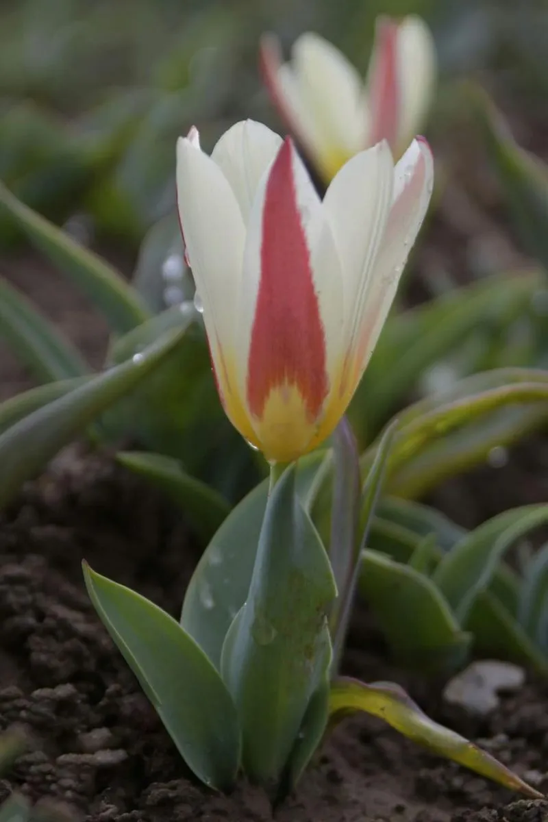 GRUGLIASCO - Tutto pronto per l'apertura del campo di tulipani: TUTTE LE INFORMAZIONI UTILI - FOTO