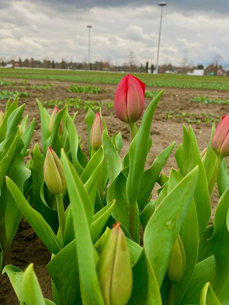 GRUGLIASCO - Tutto pronto per l'apertura del campo di tulipani: TUTTE LE INFORMAZIONI UTILI - FOTO