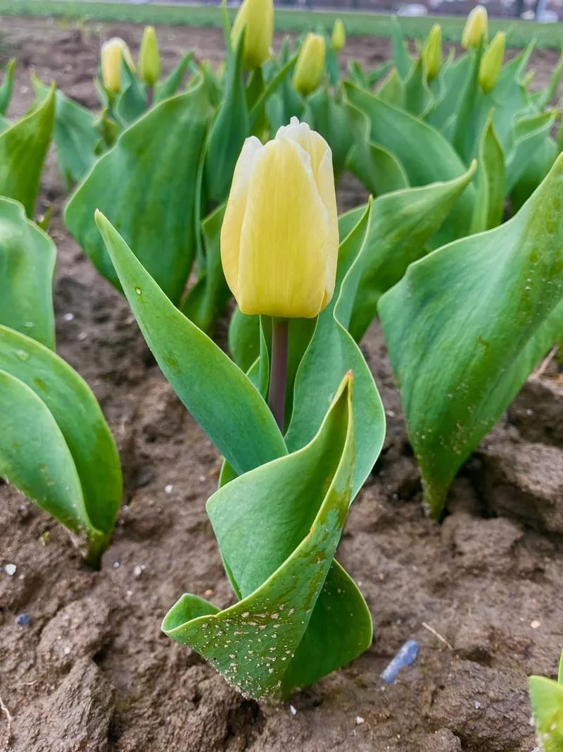 GRUGLIASCO - Tutto pronto per l'apertura del campo di tulipani: TUTTE LE INFORMAZIONI UTILI - FOTO