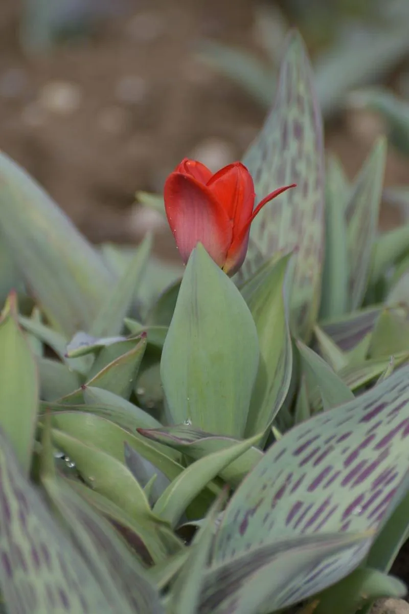 GRUGLIASCO - Tutto pronto per l'apertura del campo di tulipani: TUTTE LE INFORMAZIONI UTILI - FOTO