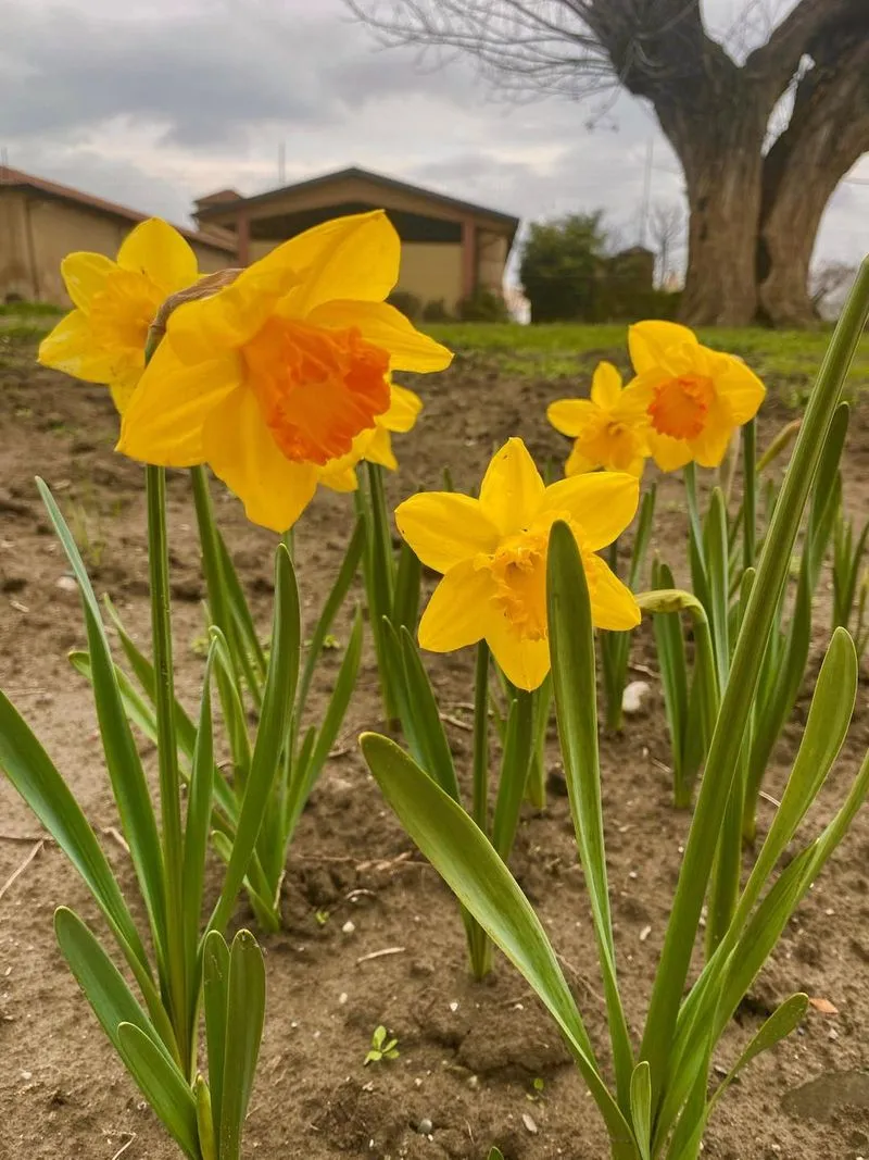 GRUGLIASCO - Tutto pronto per l'apertura del campo di tulipani: TUTTE LE INFORMAZIONI UTILI - FOTO