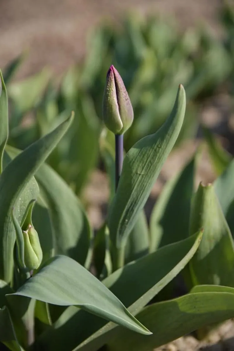 GRUGLIASCO - Tutto pronto per l'apertura del campo di tulipani: TUTTE LE INFORMAZIONI UTILI - FOTO