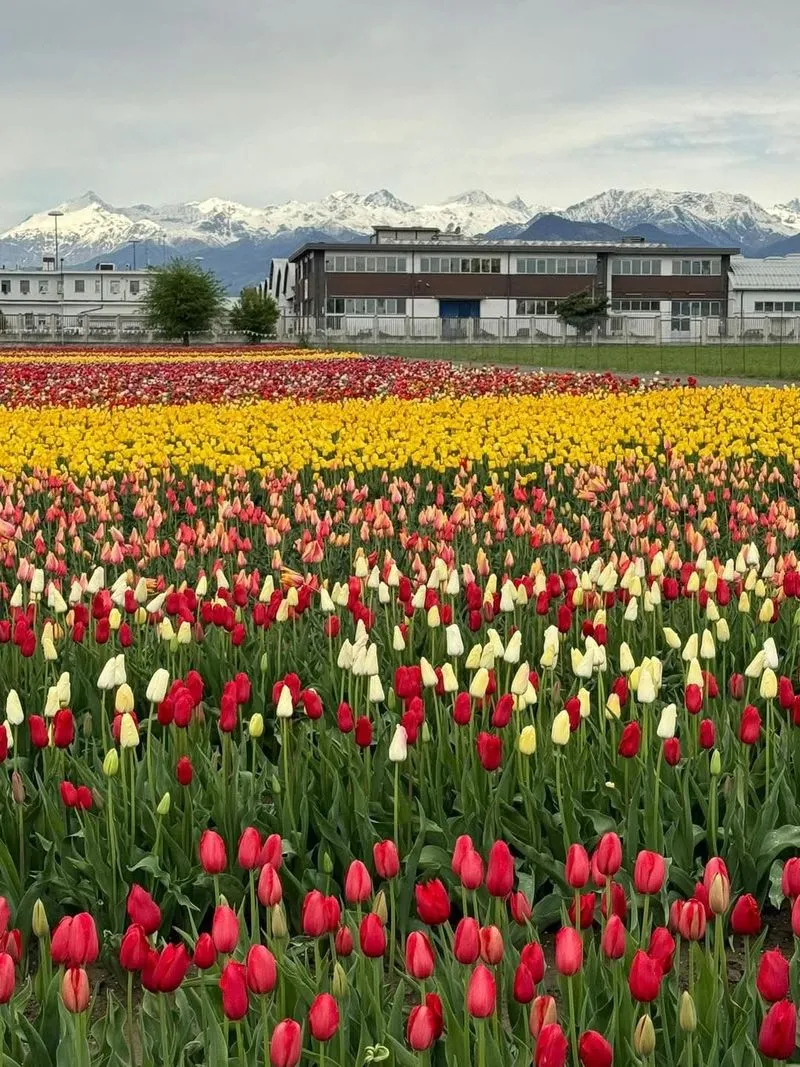 GRUGLIASCO - Tutto pronto per l'apertura del campo di tulipani: TUTTE LE INFORMAZIONI UTILI - FOTO