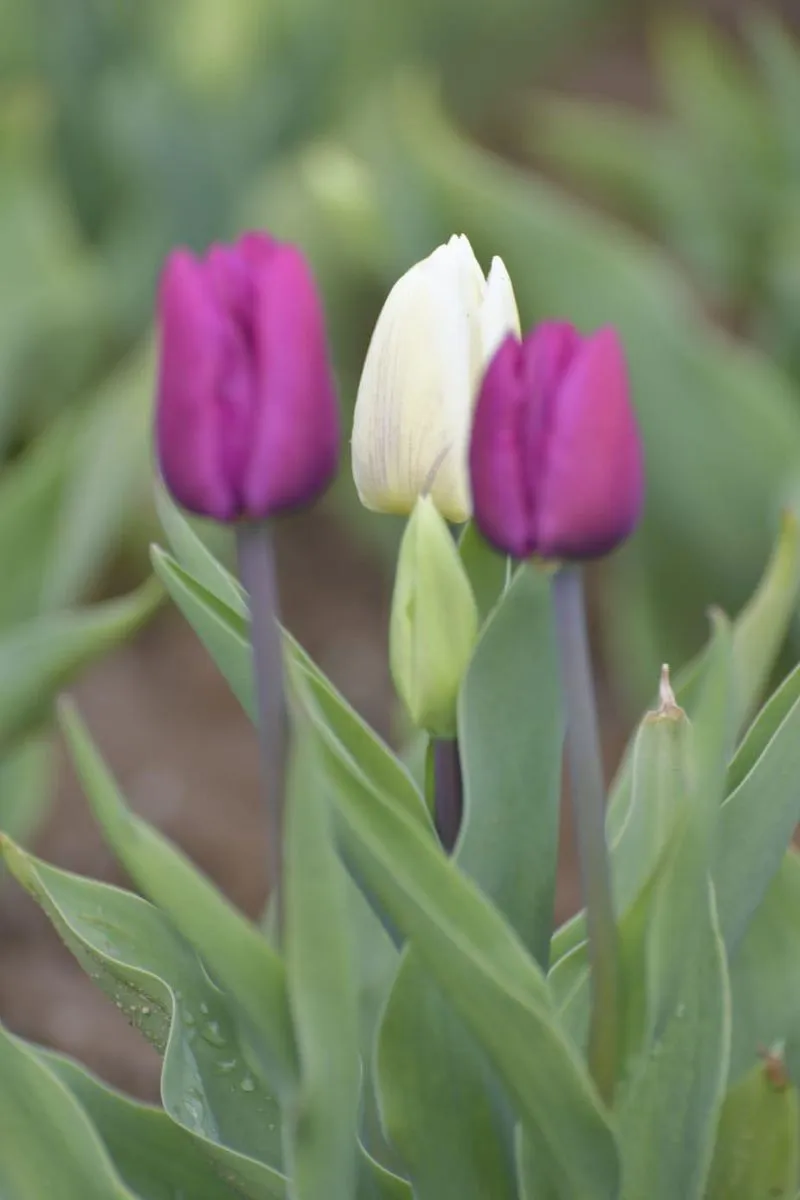 GRUGLIASCO - Tutto pronto per l'apertura del campo di tulipani: TUTTE LE INFORMAZIONI UTILI - FOTO