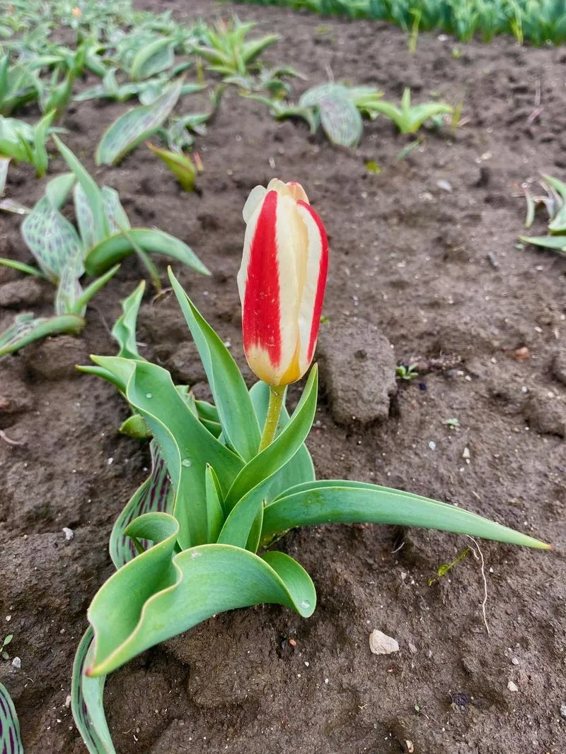 GRUGLIASCO - Tutto pronto per l'apertura del campo di tulipani: TUTTE LE INFORMAZIONI UTILI - FOTO