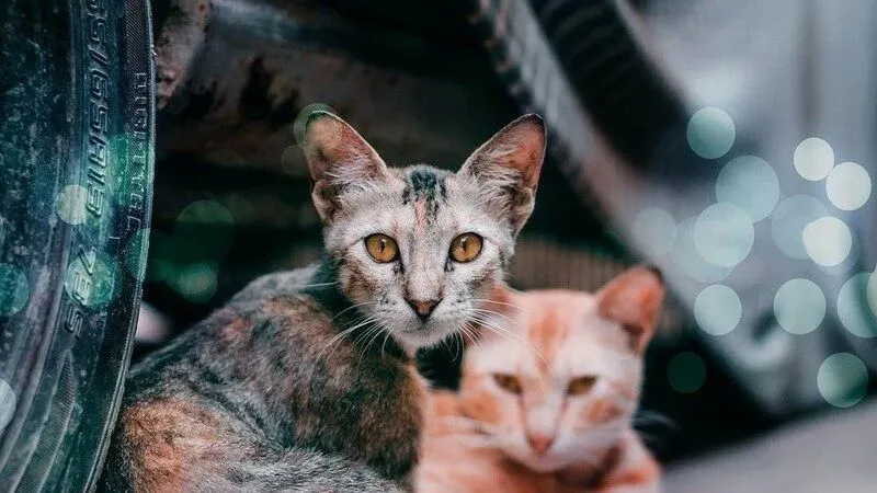 IVREA - Randagismo felino, raccolta firme per richiamare le istituzioni al confronto