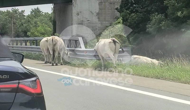 IVREA-SANTHIA' - Mucche a spasso sull'autostrada - FOTO