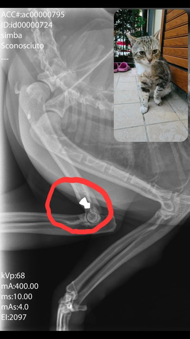 LA LOGGIA - Sparano ad un gatto e lo feriscono ad una zampa: monta la rabbia dei residenti