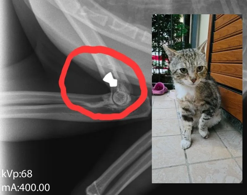 LA LOGGIA - Sparano ad un gatto e lo feriscono ad una zampa: monta la rabbia dei residenti
