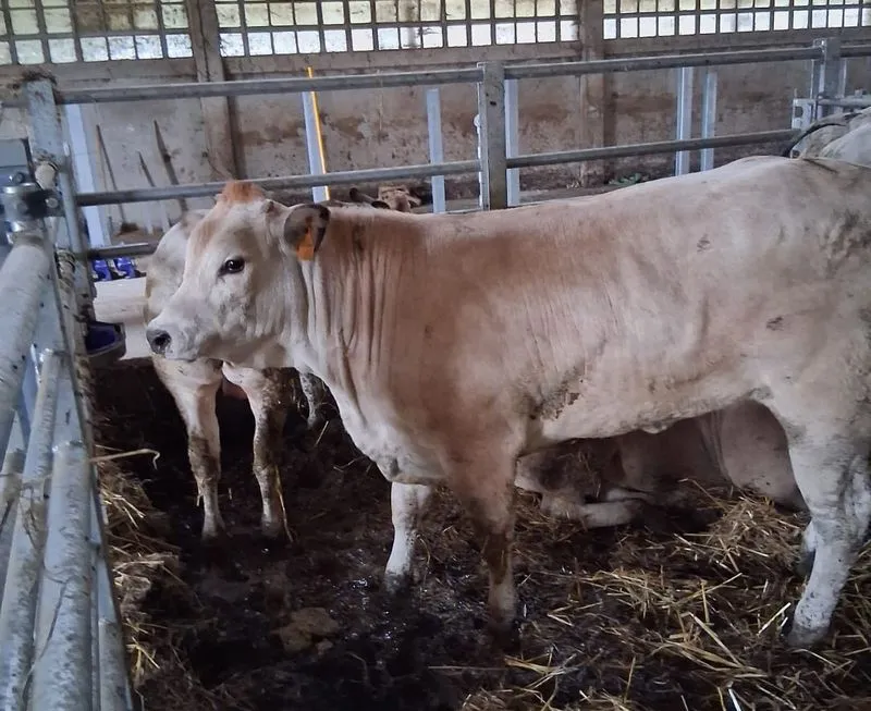 LEINI - La mucca Torella, scappata dal mattatoio, è salva: raccolti per lei oltre 2000 euro - FOTO