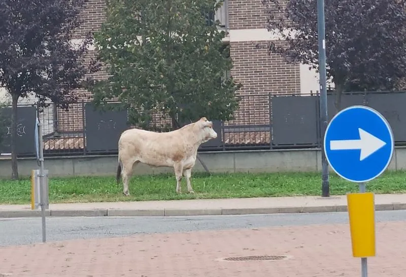 LEINI' - Bovino destinato al macello fuggito tra le vie della città, appello del sindaco per salvare la vita all'animale
