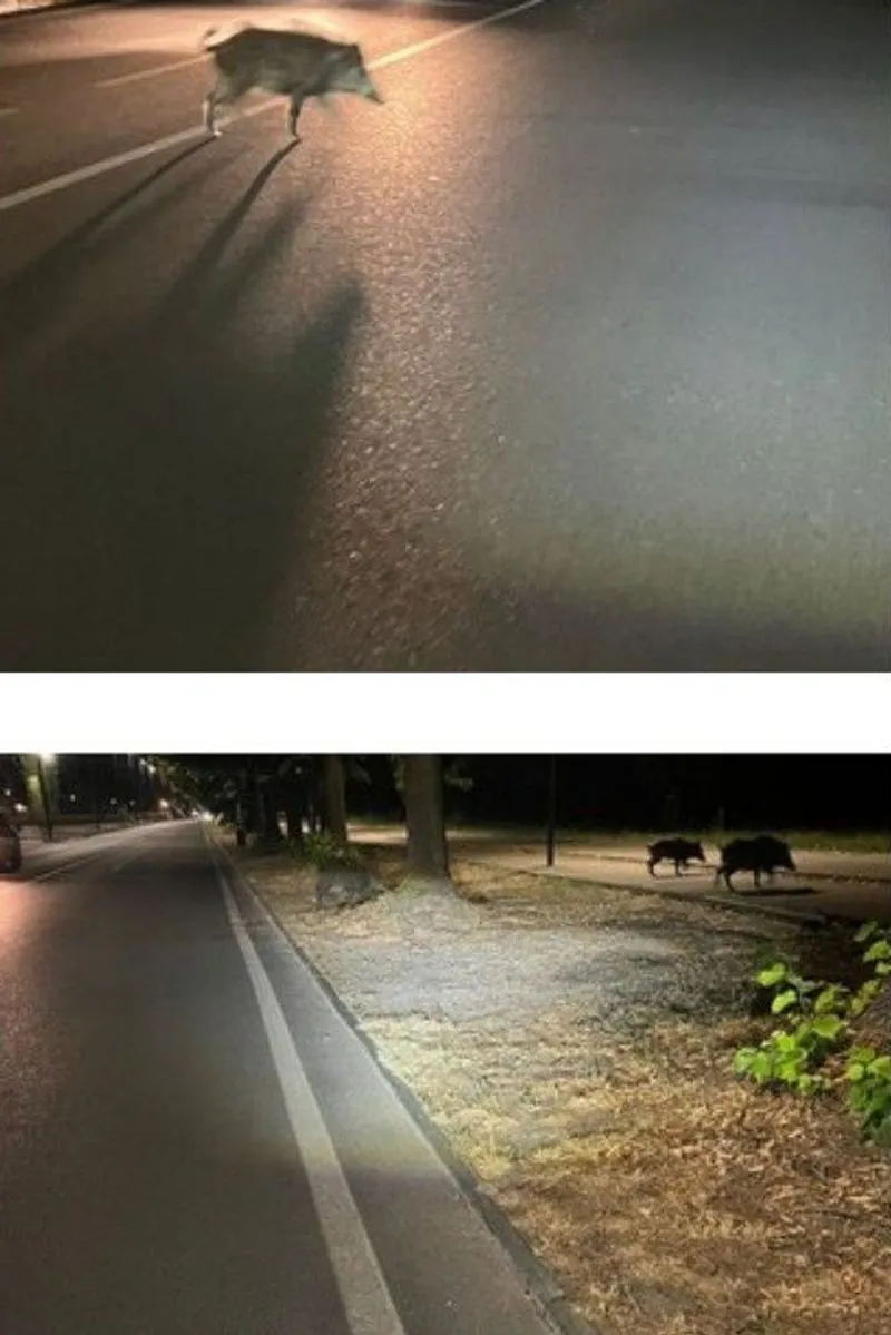 MIRAFIORI - Cinghiali a spasso di notte in strada del Castello: cittadini preoccupati - FOTO