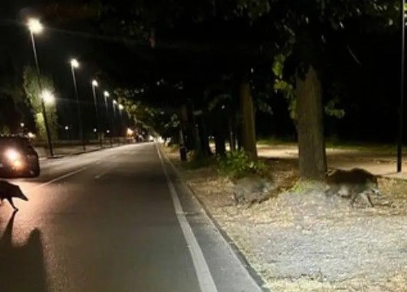 MIRAFIORI - Cinghiali a spasso di notte in strada del Castello: cittadini preoccupati - FOTO