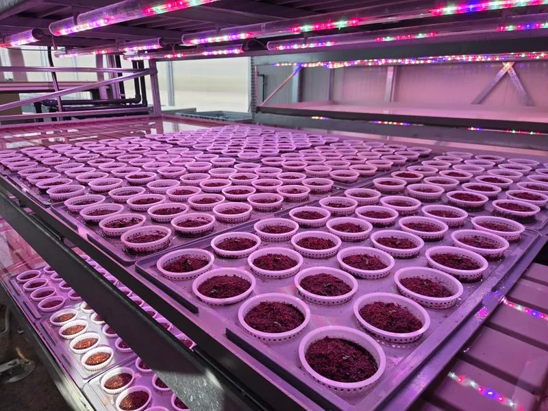 MIRAFIORI - Sta per essere inaugurata la prima serra aeroponica urbana dedicata alla ristorazione sociale - FOTO