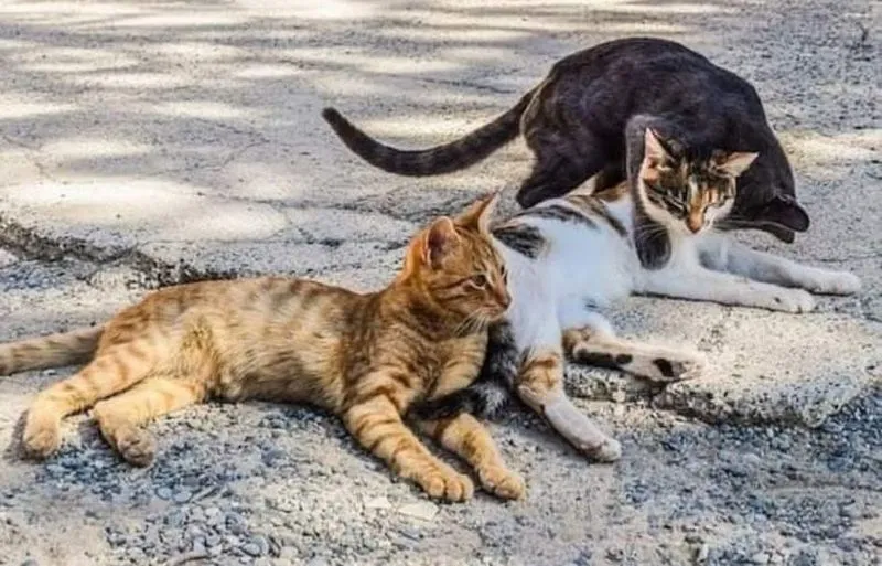MIRAFIORI - Appello de «Le Sfigatte»: servono volontari per la colonia felina vicino alla Fiat