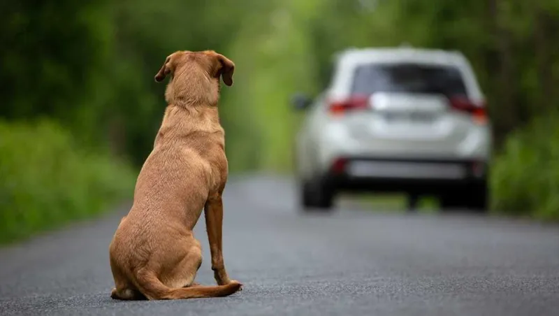 MONCALIERI - Abbandoni estivi di cani e gatti: diminuiscono i casi in zona