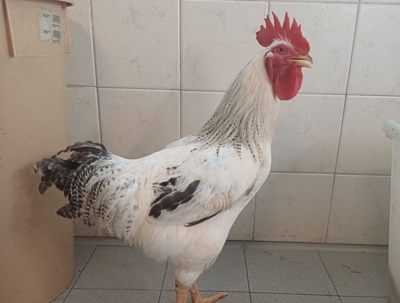 MONCALIERI - Gallo ritrovato in strada, appello del Canc: «Aspetta qui la sua famiglia, se non è stato abbandonato»