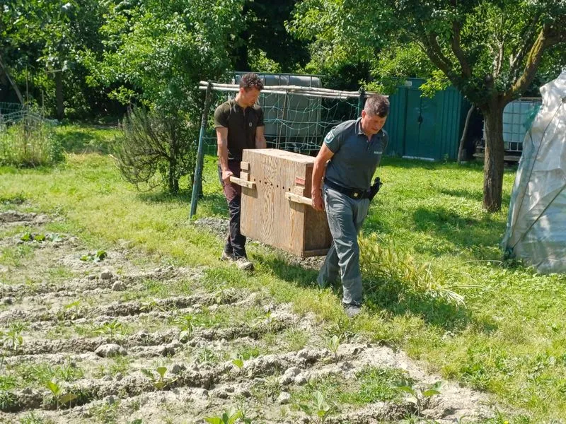 MONCALIERI - Femmina di capriolo recuperata negli orti urbani e liberata nei boschi di Trofarello - FOTO