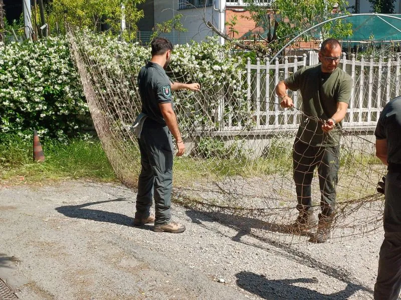 MONCALIERI - Femmina di capriolo recuperata negli orti urbani e liberata nei boschi di Trofarello - FOTO