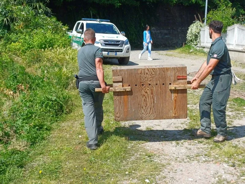 MONCALIERI - Femmina di capriolo recuperata negli orti urbani e liberata nei boschi di Trofarello - FOTO