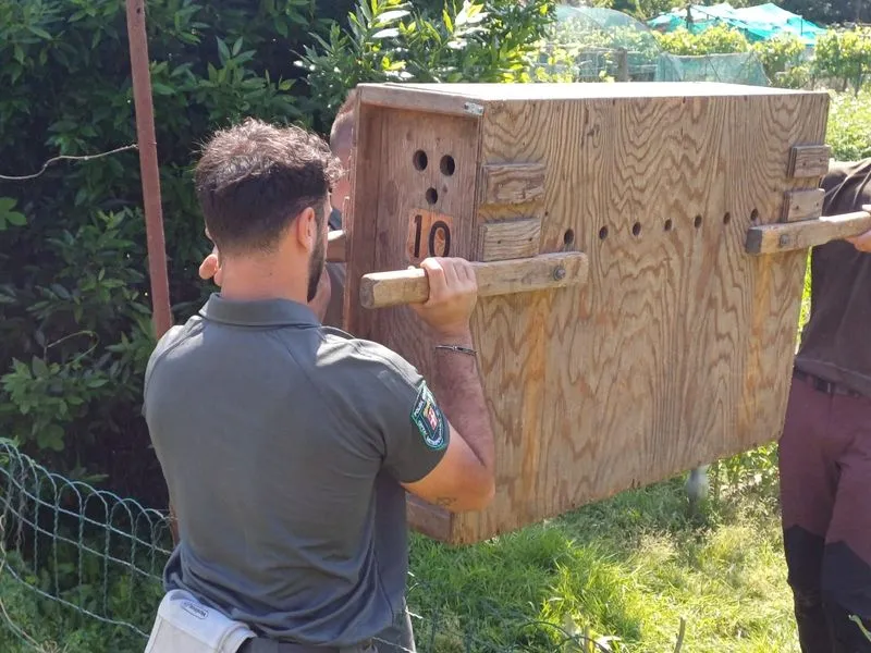 MONCALIERI - Femmina di capriolo recuperata negli orti urbani e liberata nei boschi di Trofarello - FOTO