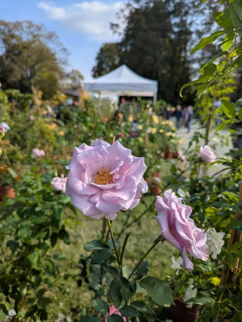 MONCALIERI - Al castello torna «Fiorile-Orti & Fiori in mostra» - FOTO