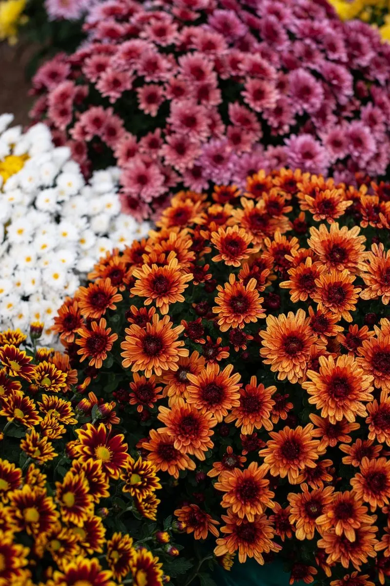 MONCALIERI - Al castello torna «Fiorile-Orti & Fiori in mostra» - FOTO