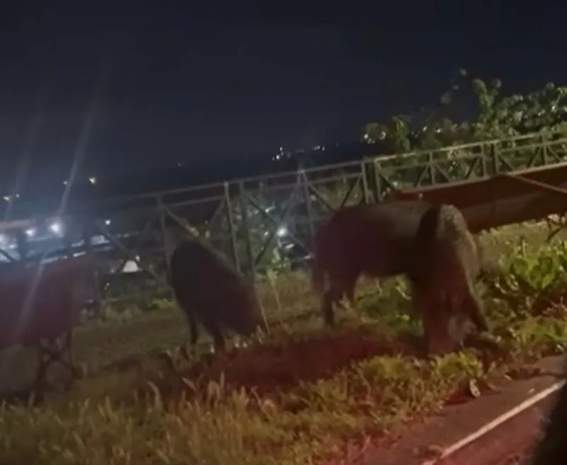 MONCALIERI - Cinghiali «romantici» a passeggio al chiaro di luna nel viale vicino al Castello
