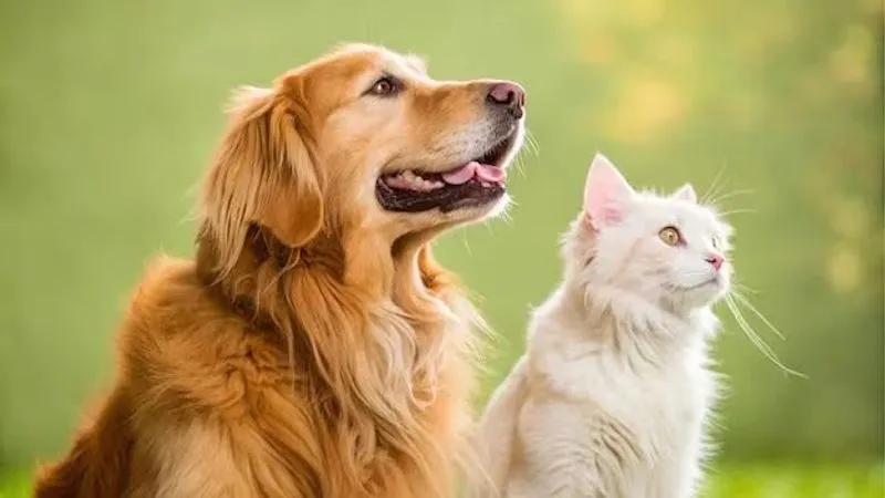 MONCALIERI - Super caldo, i consigli del veterinario per prevenire il colpo di calore negli amici a quattro zampe