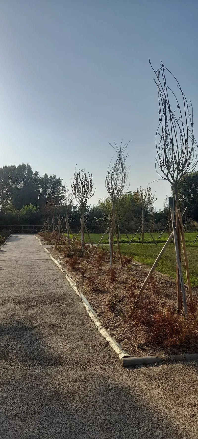 MONCALIERI - Parco del castello, alberi secchi e viale poco curato: lamentele dei cittadini - FOTO