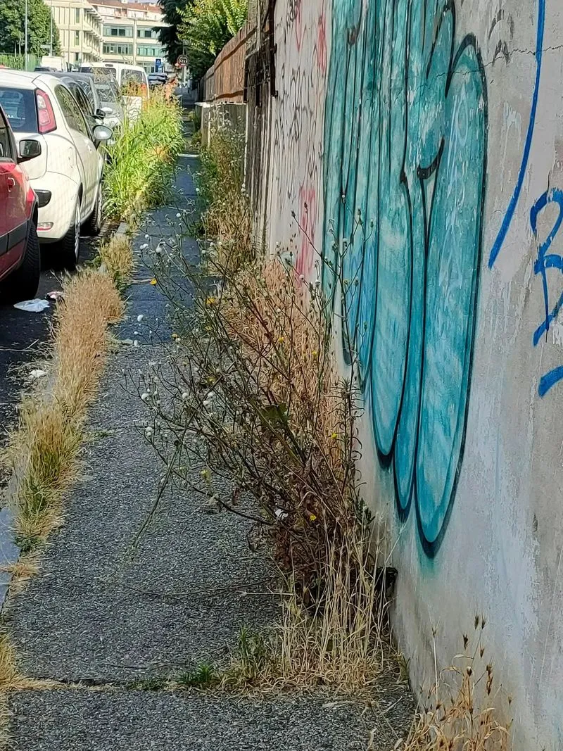 MONCALIERI - Erbacce ad ostruire il marciapiede, cassonetti rotti e rifiuti gettati ovunque: fioccano lamentele in via Ponchielli - FOTO