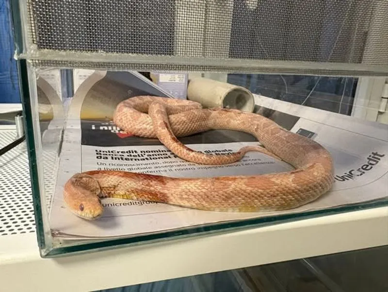 MONCALIERI - Non ce l'ha fatta il serpente del grano trovato in strada Genova
