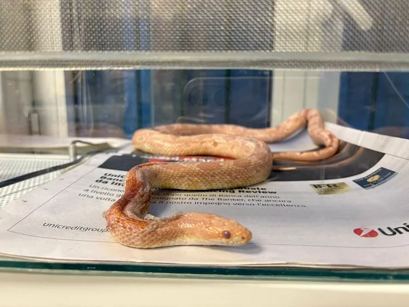 MONCALIERI - Recuperato dai carabinieri forestali un serpente del grano ferito