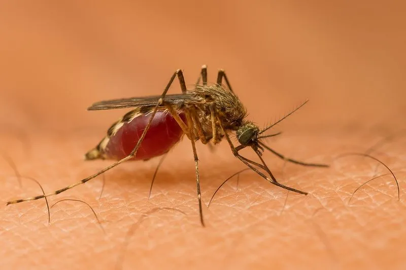 MONCALIERI - Contagi West Nile, «servono interventi tempestivi per proteggere i cittadini»