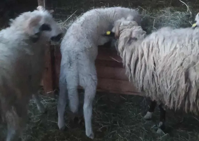 NICHELINO - Salvata sulla tangenziale sud, nuova vita per l'agnellina Gianfranca