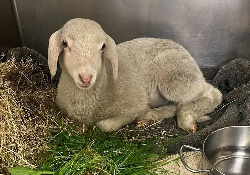 NICHELINO - Trovato un agnello in tangenziale: forse è caduto da un camion