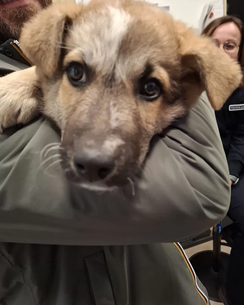 NICHELINO - Cucciolo di cane trovato sotto i bidoni dell'immondizia: Babbo cerca la sua famiglia - FOTO