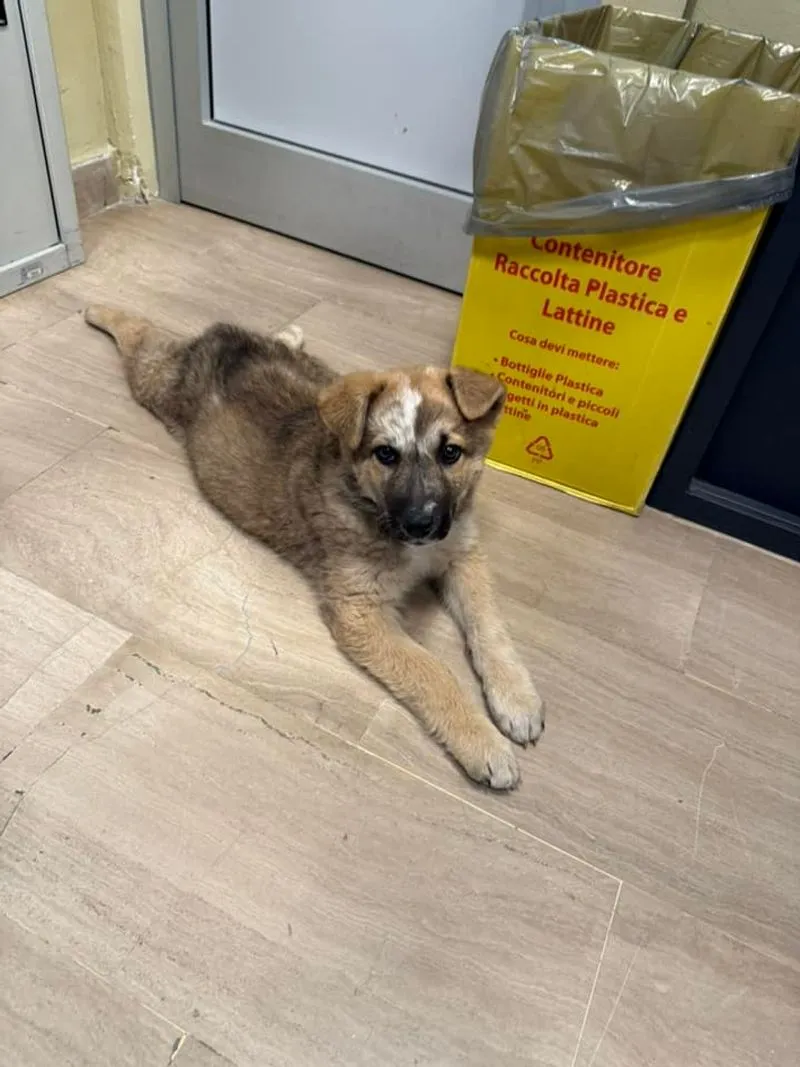 NICHELINO - Cucciolo di cane trovato sotto i bidoni dell'immondizia: Babbo cerca la sua famiglia - FOTO