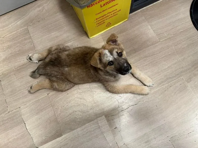 NICHELINO - Cucciolo di cane trovato sotto i bidoni dell'immondizia: Babbo cerca la sua famiglia - FOTO