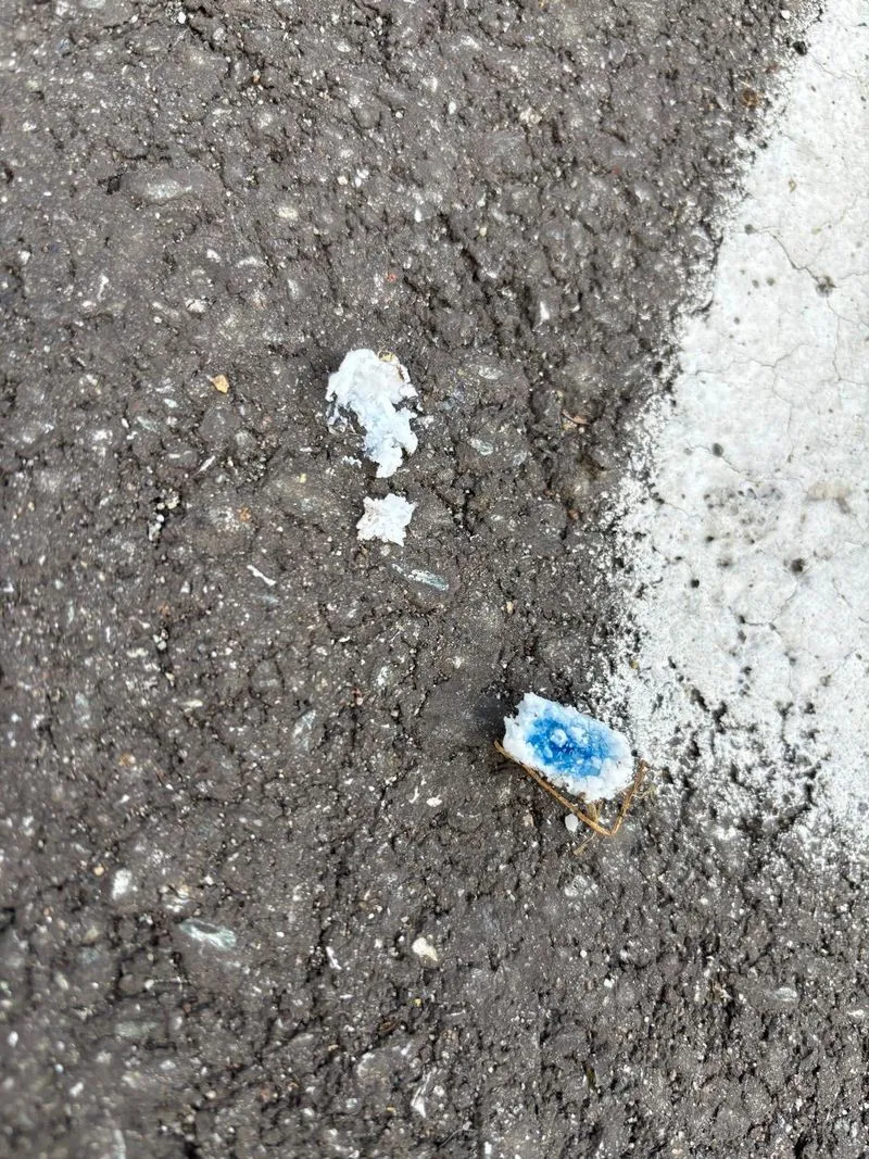 NICHELINO - Bocconi avvelenati in via Stupinigi, morto un cagnolino - FOTO