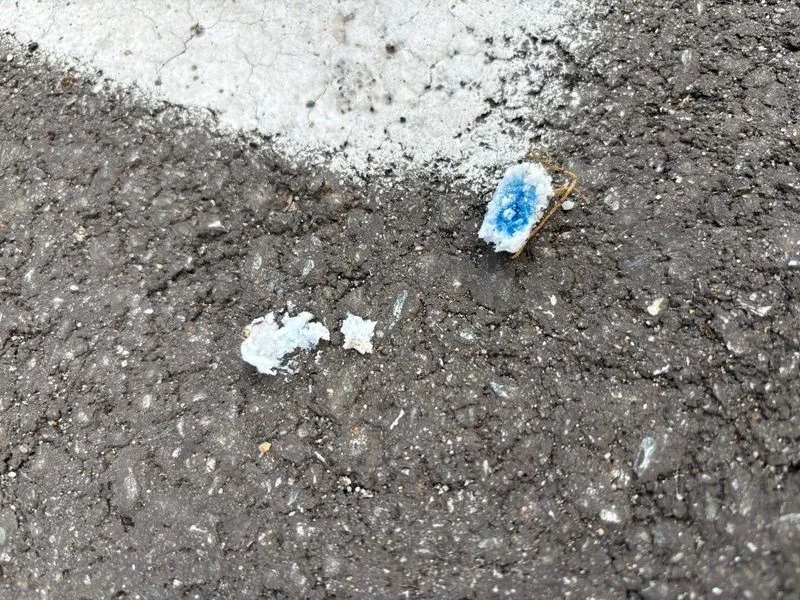 NICHELINO - Bocconi avvelenati in via Stupinigi, morto un cagnolino - FOTO