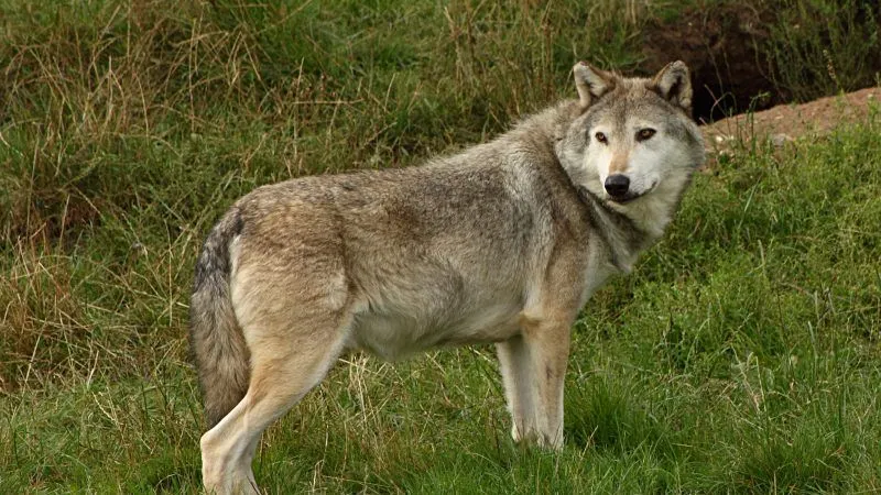 NICHELINO - Caccia selettiva al lupo, l'assessore Verzola: «Scelta miope che tradisce la tutela della biodiversità»