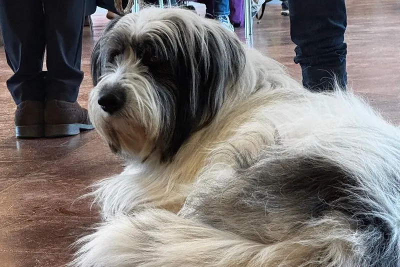 NICHELINO - Il campionato italiano di canicross fa tappa a Stupinigi - FOTO